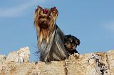 YORKSHIRE TERRIER 519